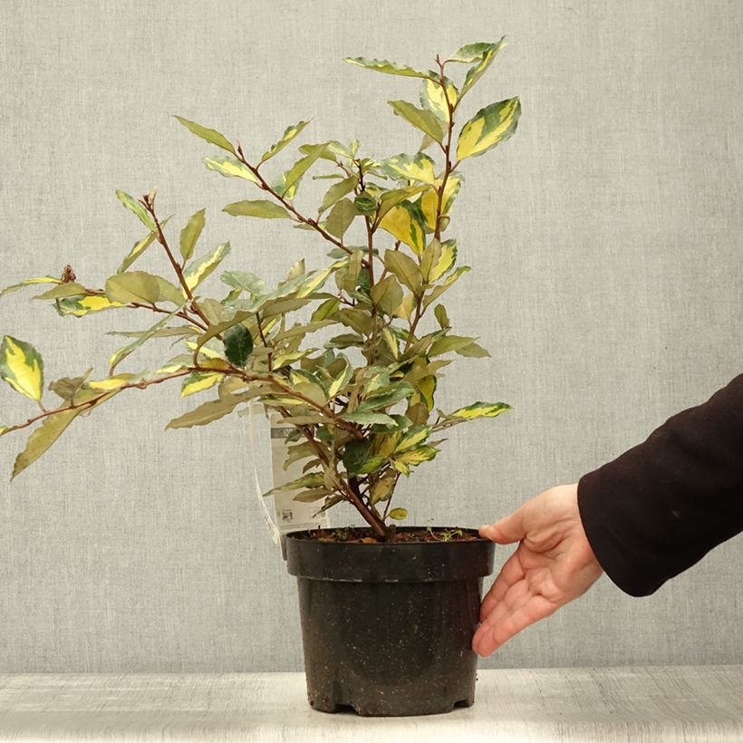 Amostra de Elaeagnus ebbingei Eleador Vaso de 3 L/4 L tal como entregue no outono