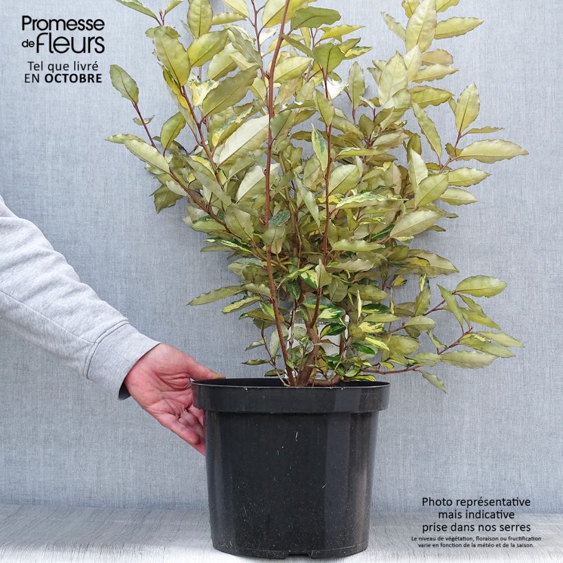 Amostra de Elaeagnus ebbingei Eleador Vaso de 7,5 L/10 L tal como entregue no outono