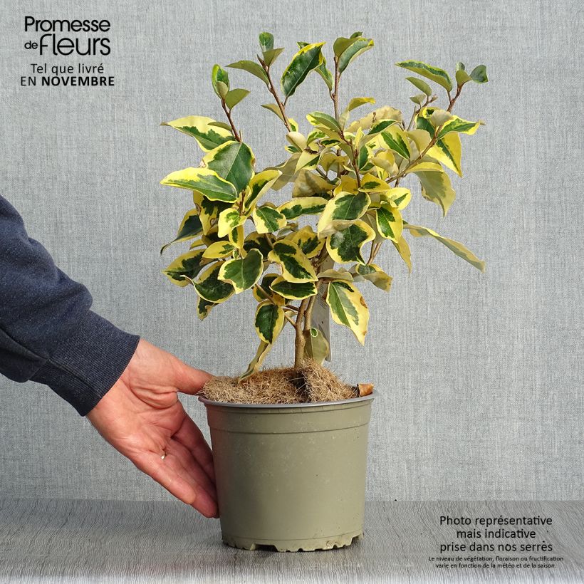Amostra de Elaeagnus ebbingei Gilt Edge Vaso de 2 L/3 L tal como entregue no outono