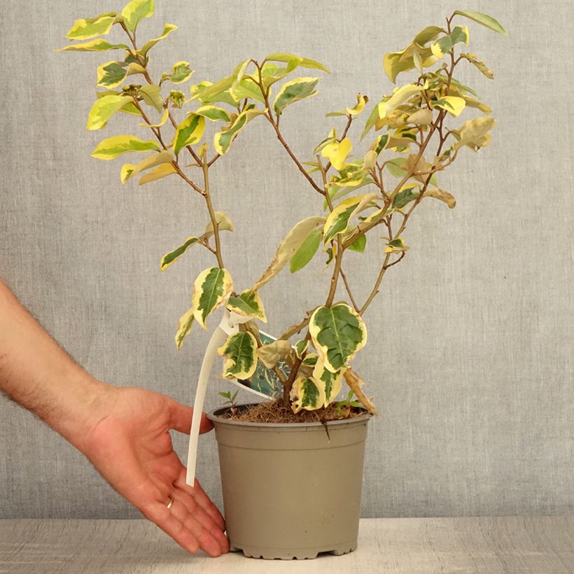 Amostra de Elaeagnus ebbingei Gilt Edge Vaso de 2 L/3 L tal como entregue no verão