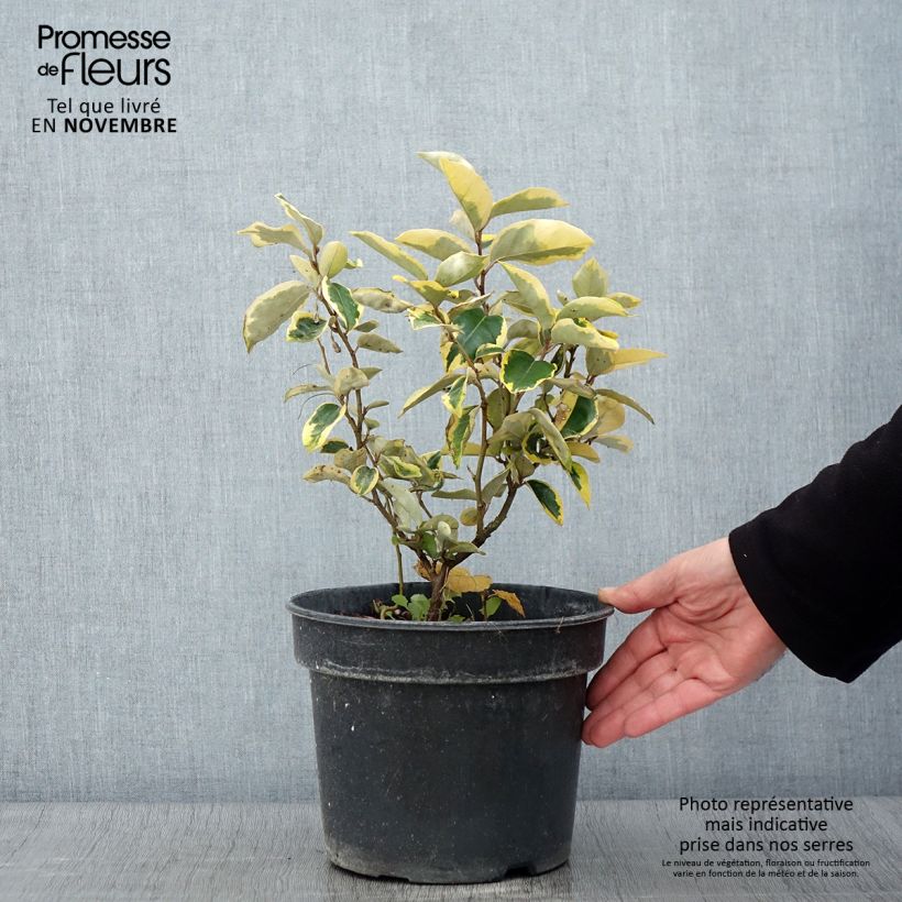 Amostra de Elaeagnus ebbingei Gilt Edge Vaso de 3 L/4 L tal como entregue no outono