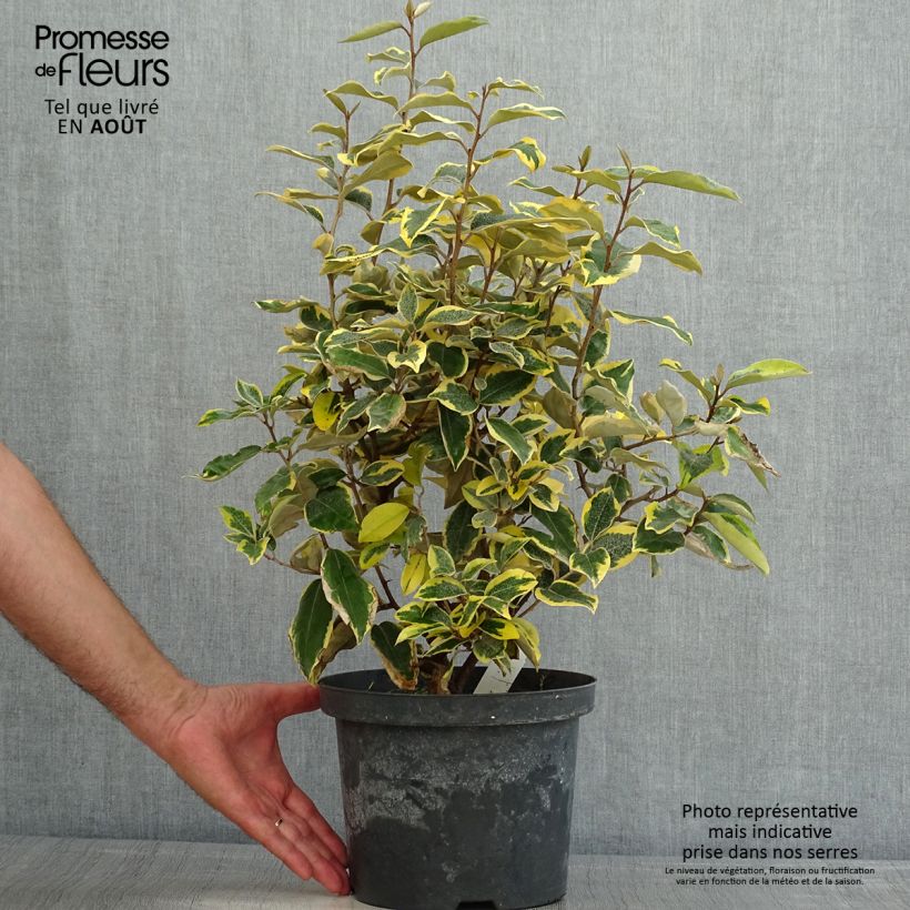 Amostra de Elaeagnus ebbingei Gilt Edge Vaso de 3 L/4 L tal como entregue no verão