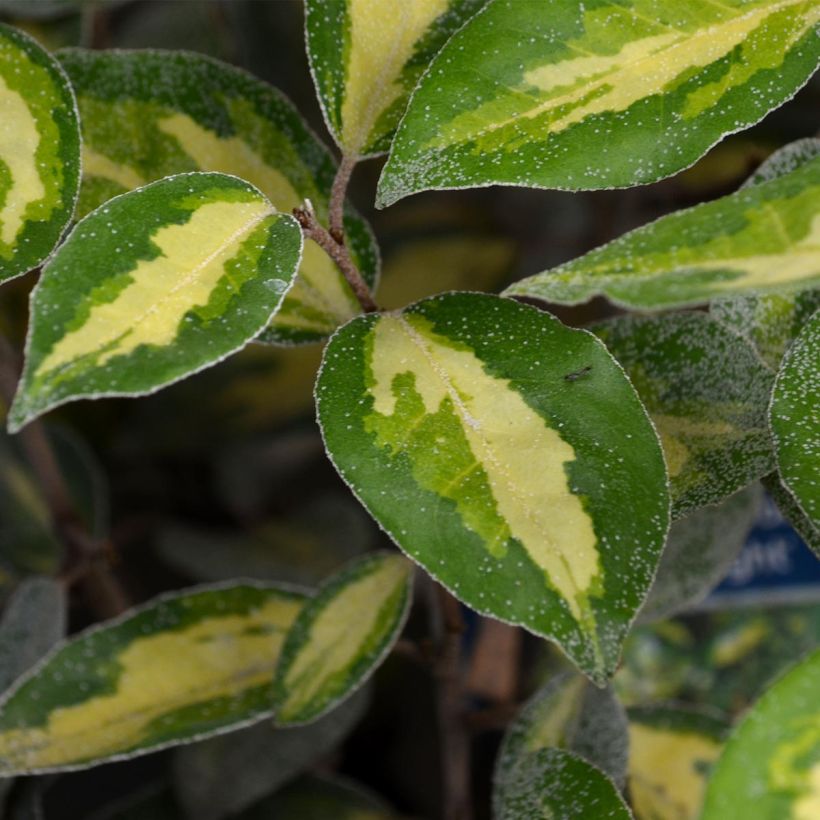 Elaeagnus ebbingei Limelight (Folhagem)