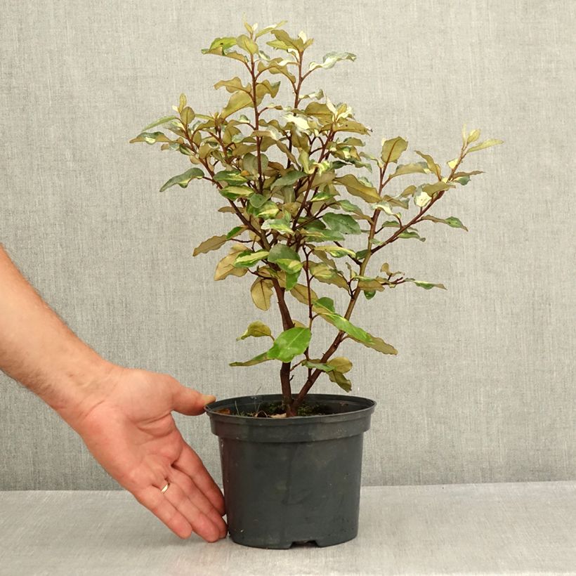 Amostra de Elaeagnus ebbingei Limelight Vaso de 2 L/3 L tal como entregue no verão
