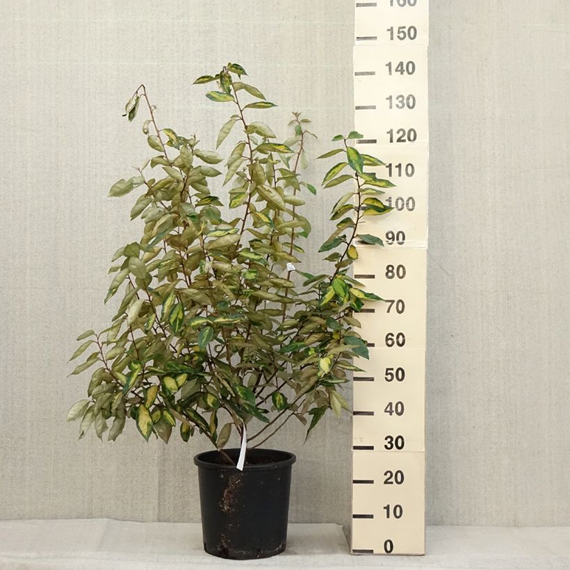Amostra de Elaeagnus ebbingei Limelight Vaso de 7,5 L/10 L tal como entregue no outono