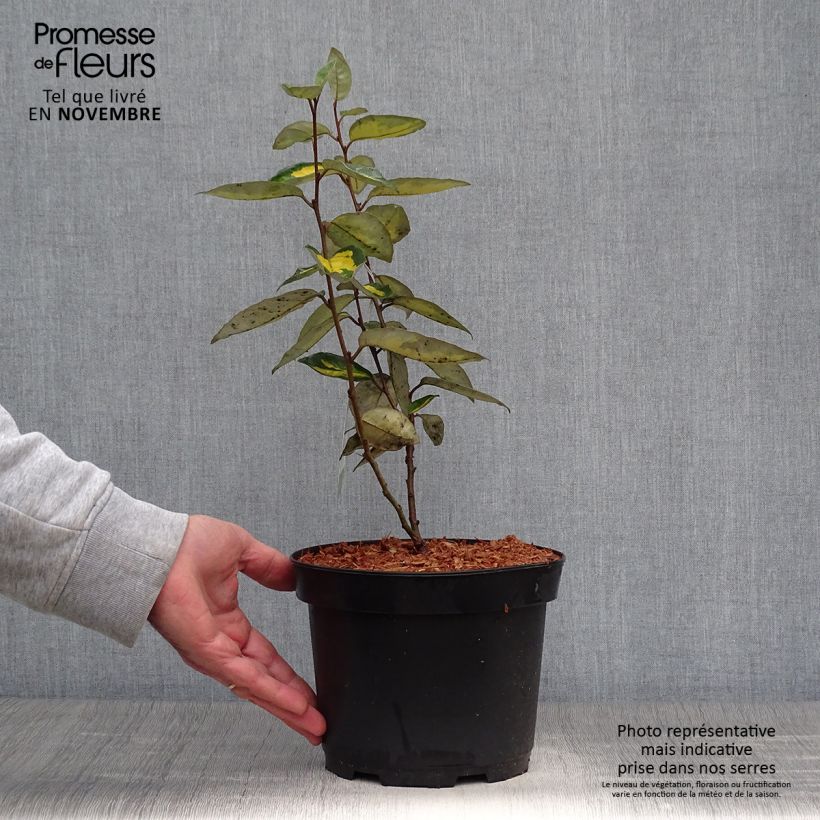 Amostra de Elaeagnus ebbingei Limelight - Chalef de Ebbing Pot de 2L/3L tal como entregue no outono