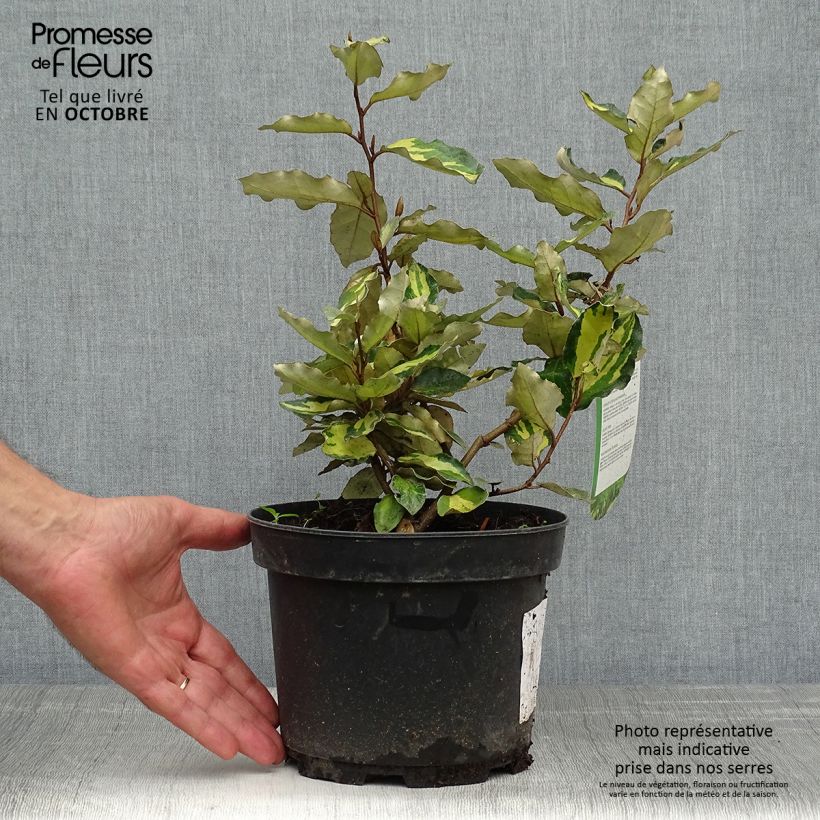 Amostra de Elaeagnus ebbingei Maryline Vaso de 2 L/3 L tal como entregue no outono
