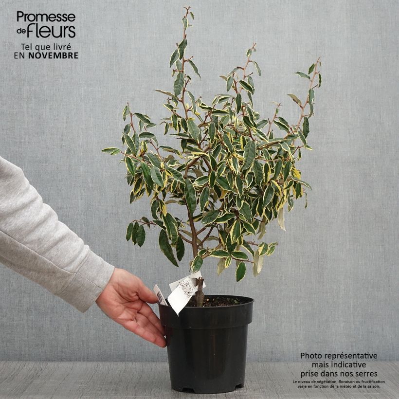 Amostra de Eleagno-espinhoso Hosuba Fukurin - Elaeagnus pungens Vaso de 3 L/4 L tal como entregue no outono