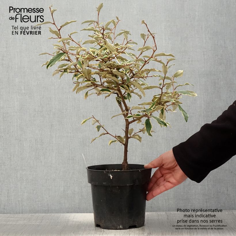 Amostra de Elaeagnus pungens Hosuba Fukurin - Chalef panaché Vaso de 3 L/4 L tal como entregue no inverno
