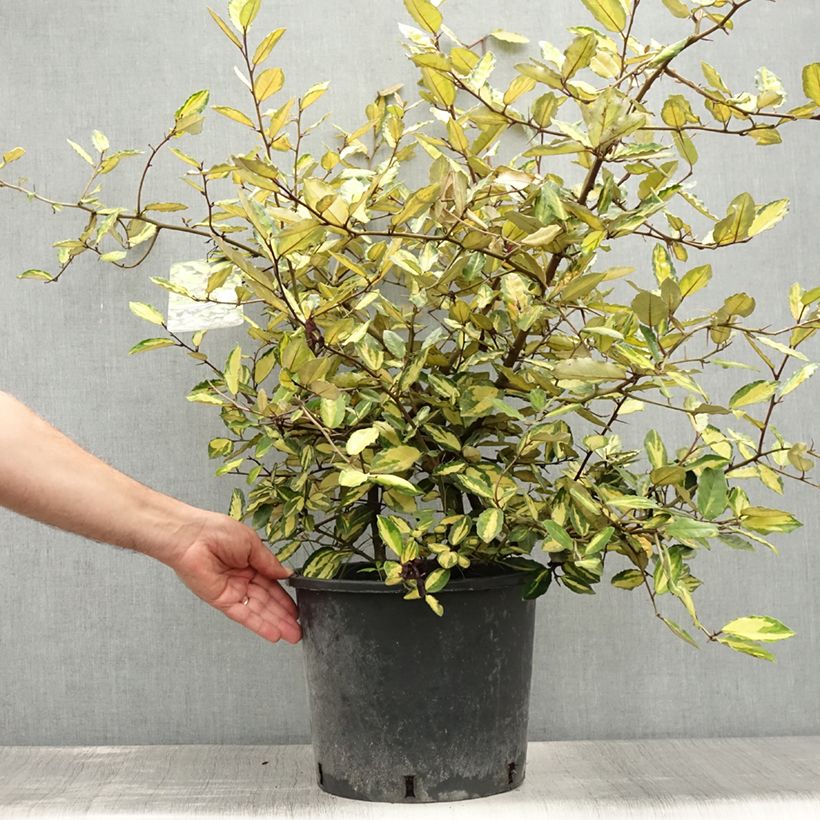 Amostra de Eleagno-espinhoso Maculata - Elaeagnus pungens Vaso de 7,5 L/10 L tal como entregue no verão