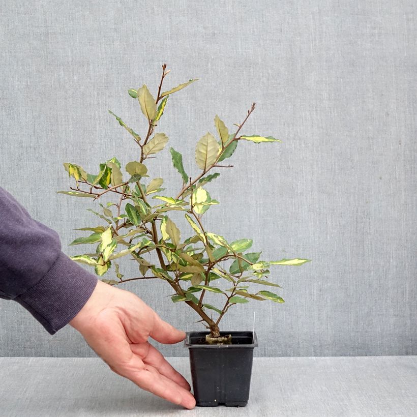 Amostra de Eleagno-espinhoso Maculata - Elaeagnus pungens Vaso de 8/9 cm tal como entregue no outono