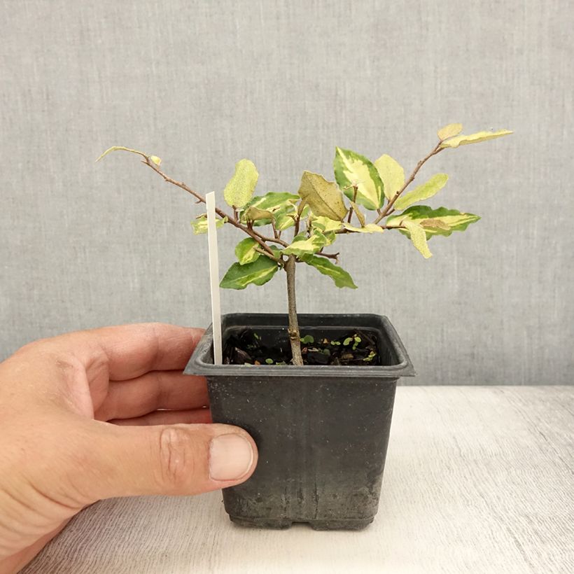 Amostra de Eleagno-espinhoso Maculata - Elaeagnus pungens Vaso de 8/9 cm tal como entregue no verão