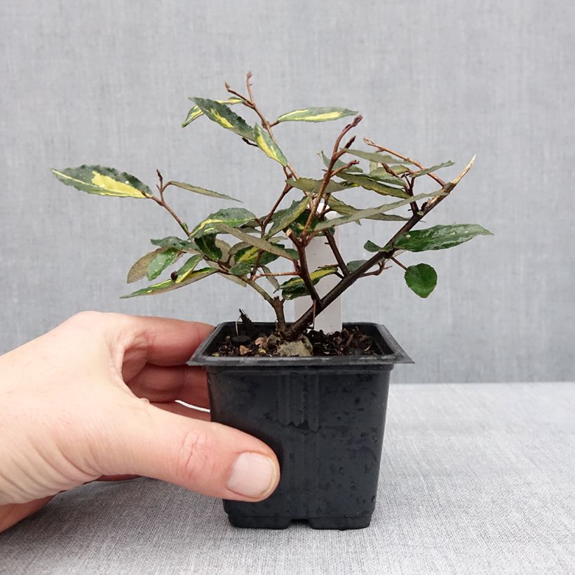 Amostra de Eleagno-espinhoso Maculata - Elaeagnus pungens Vaso de 8/9 cm tal como entregue no inverno