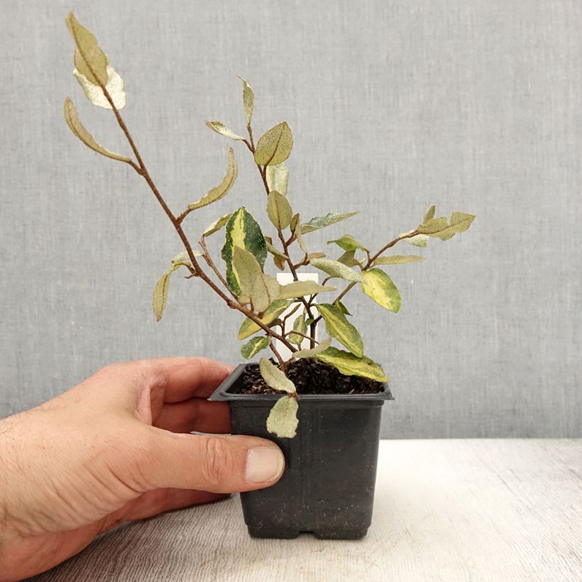 Amostra de Eleagno-espinhoso Maculata - Elaeagnus pungens Vaso de 8/9 cm tal como entregue na primavera