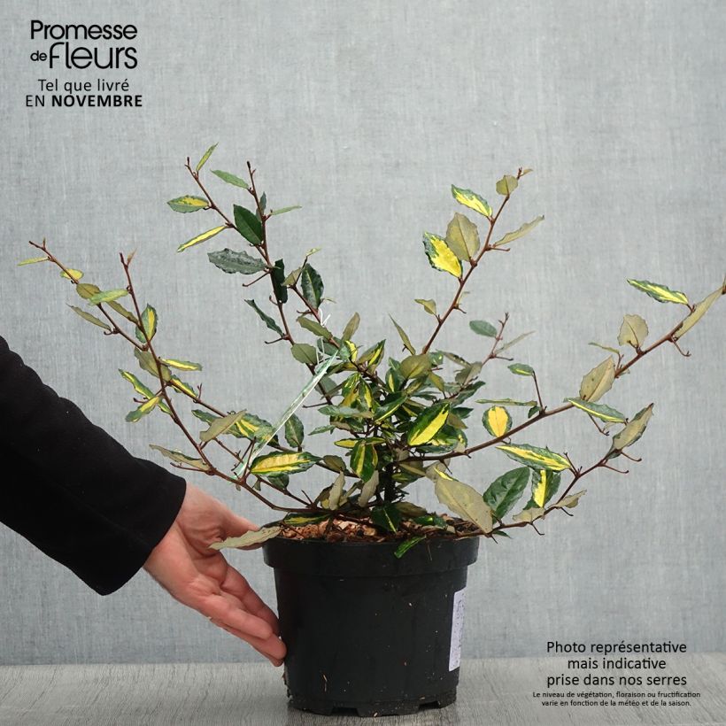Amostra de Eleagno-espinhoso Maculata - Elaeagnus pungens Vaso de 2 L/3 L tal como entregue no outono