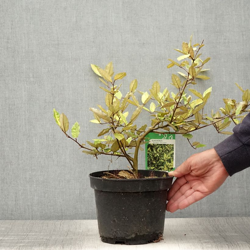 Amostra de Eleagno-espinhoso Maculata - Elaeagnus pungens Vaso de 2 L/3 L tal como entregue no verão