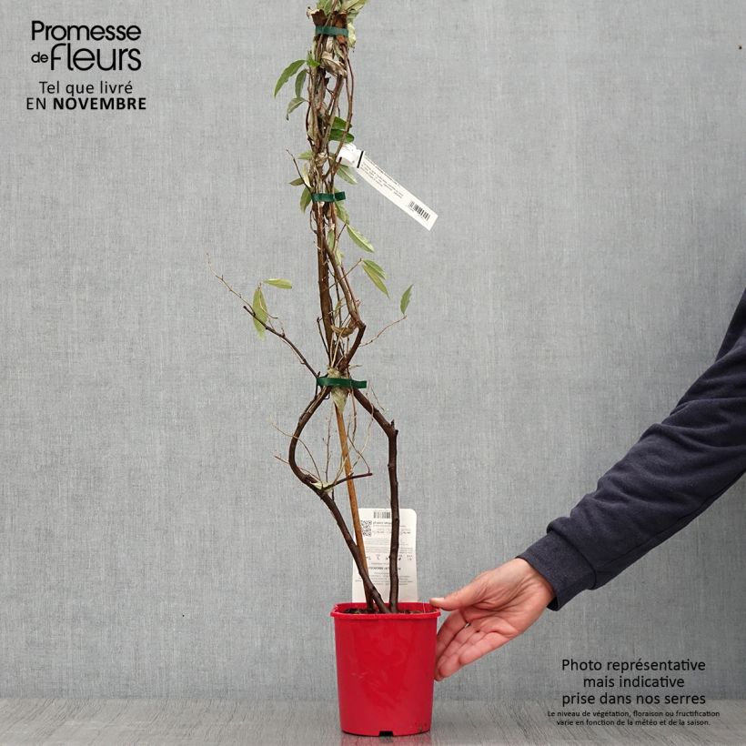Amostra de Groselha-dos-açores Amoroso - Elaeagnus umbellata Vaso de 2 L/3 L tal como entregue no outono