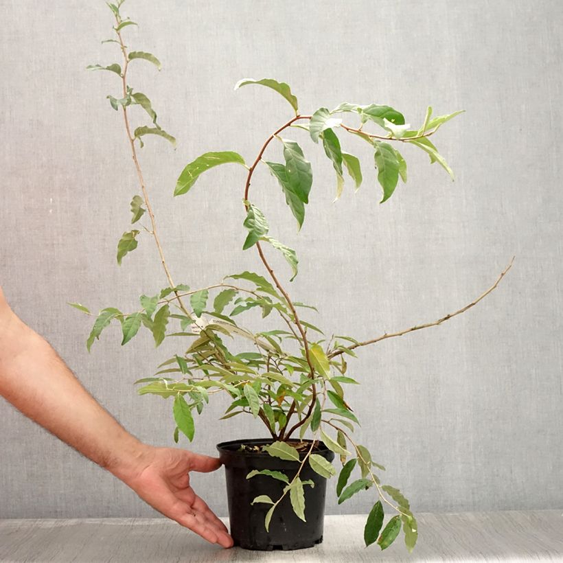 Amostra de Groselha-dos-açores Amoroso - Elaeagnus umbellata Vaso de 2 L/3 L tal como entregue no verão