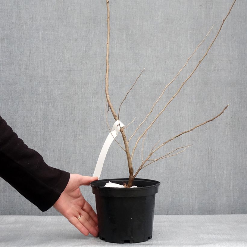 Amostra de Elaeagnus umbellata Amoroso - Chalef en ombelles Vaso de 2 L/3 L tal como entregue no inverno