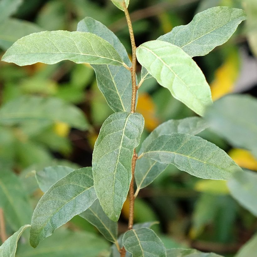 Groselha-dos-açores Amoroso - Elaeagnus umbellata (Folhagem)