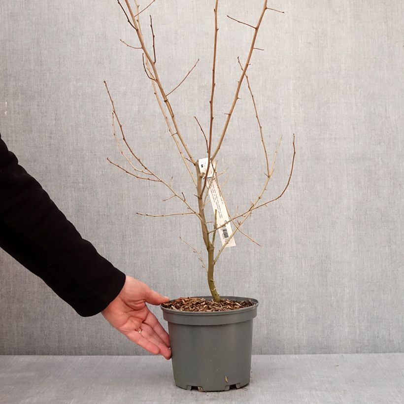 Amostra de Groselha-dos-açores - Elaeagnus umbellata Vaso de 3 L/4 L tal como entregue no inverno