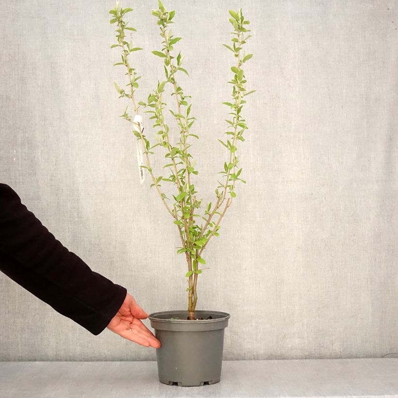 Amostra de Groselha-dos-açores - Elaeagnus umbellata Vaso de 3 L/4 L tal como entregue na primavera