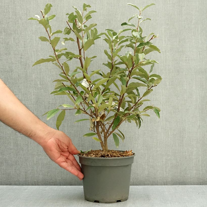 Amostra de Groselha-dos-açores - Elaeagnus umbellata Vaso de 3 L/4 L tal como entregue no verão
