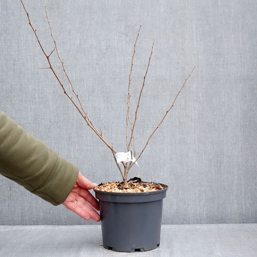 Amostra de Groselha-dos-açores Fortunella - Elaeagnus umbellata Vaso de 2 L/3 L tal como entregue no inverno