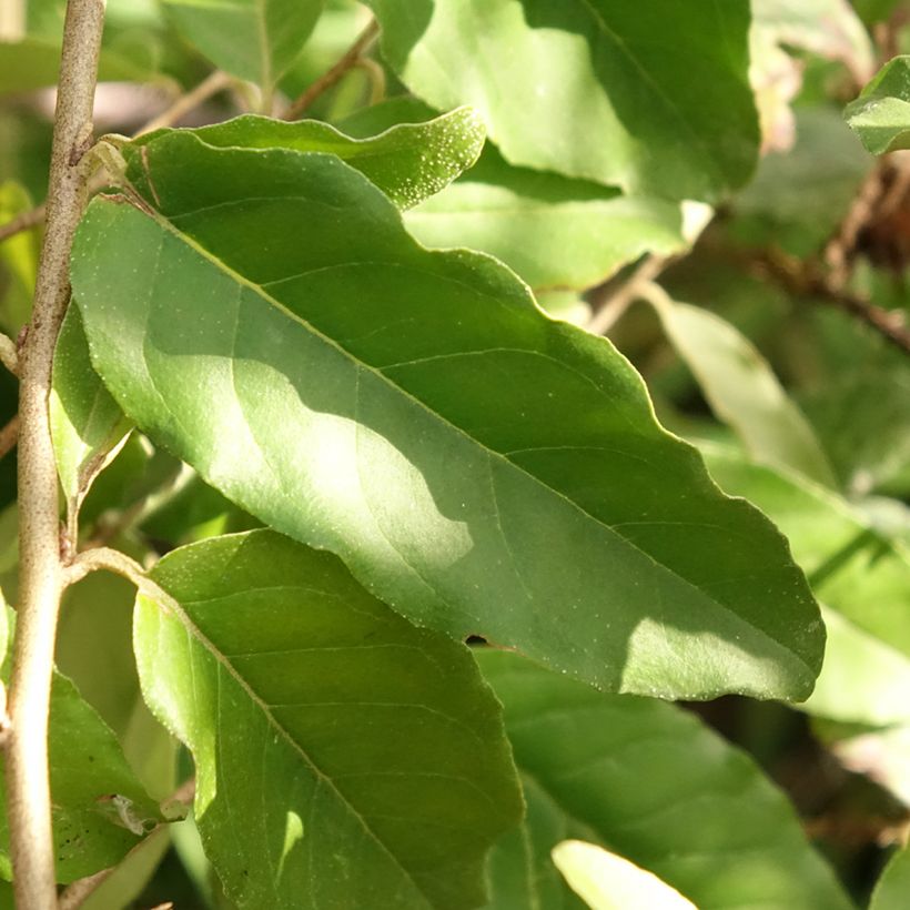 Groselha-dos-açores Fortunella - Elaeagnus umbellata (Folhagem)