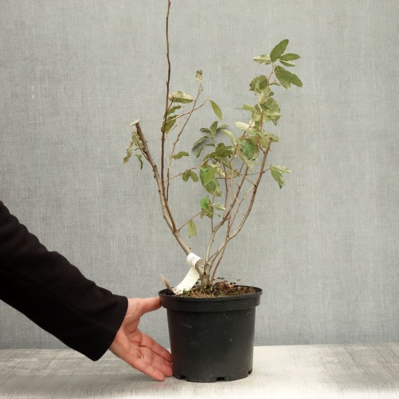 Amostra de Elaeagnus umbellata Pointilla® Sweet'N'Sour'® - Chalef d'automne à baies de goumi rouge Pot de 2L/3L tal como entregue no outono