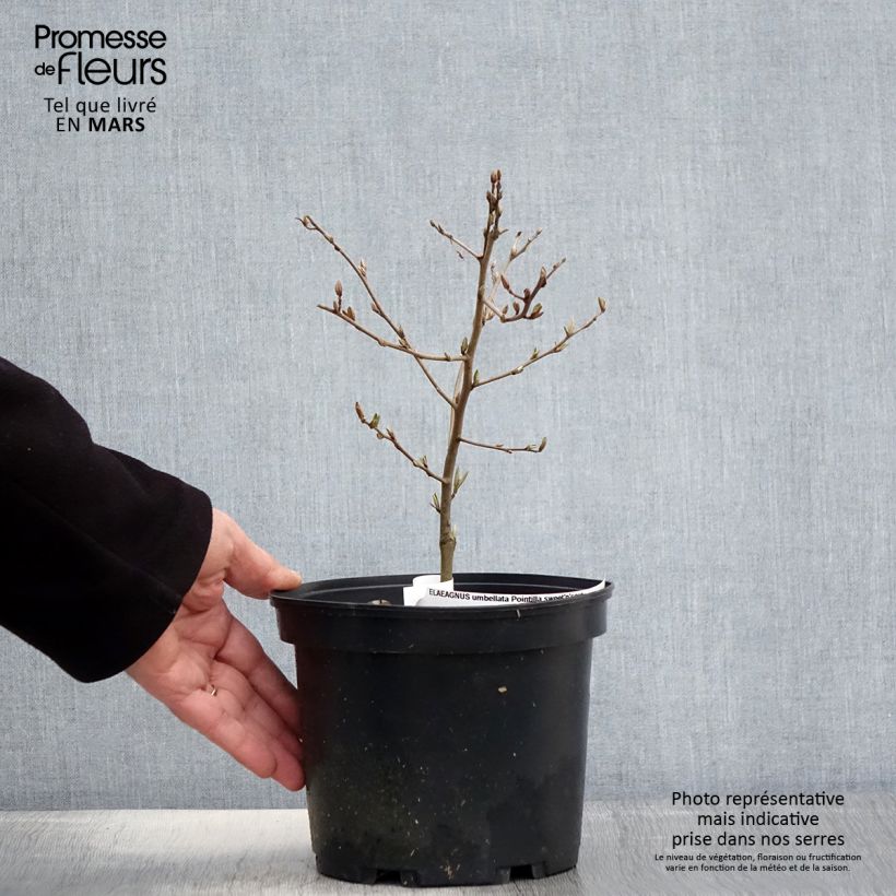 Amostra de Groselha-dos-açores Pointilla® Sweet'N'Sour'® - Elaeagnus umbellata Vaso de 2 L/3 L tal como entregue na primavera