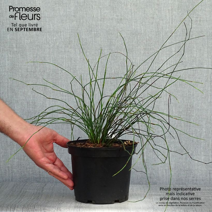 Amostra de Elegia capensis Vaso de 2 L/3 L tal como entregue no outono