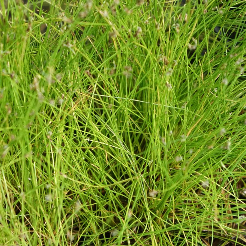 Eleocharis acicularis (Folhagem)