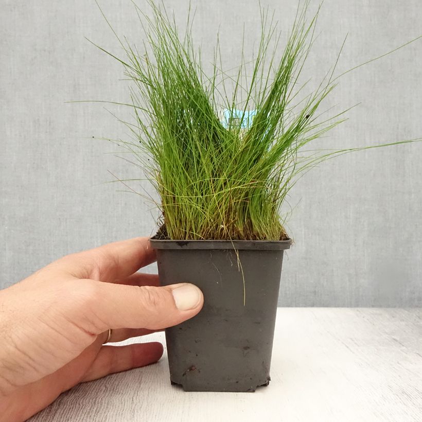 Amostra de Eleocharis acicularis Vaso de 8/9 cm tal como entregue no verão
