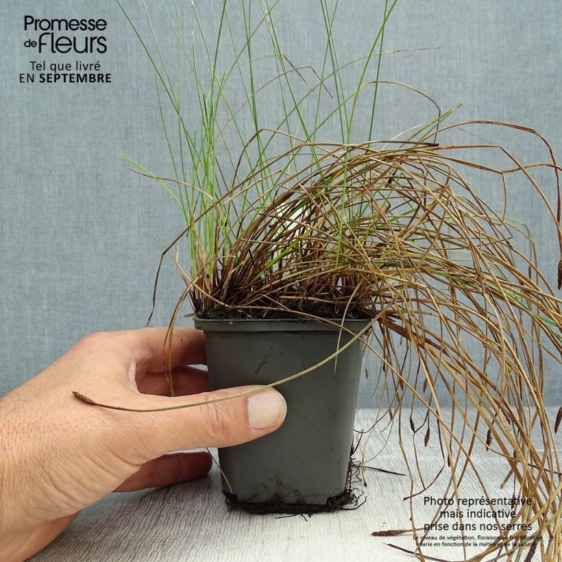 Amostra de Eleocharis palustris Vaso de 8/9 cm tal como entregue no outono