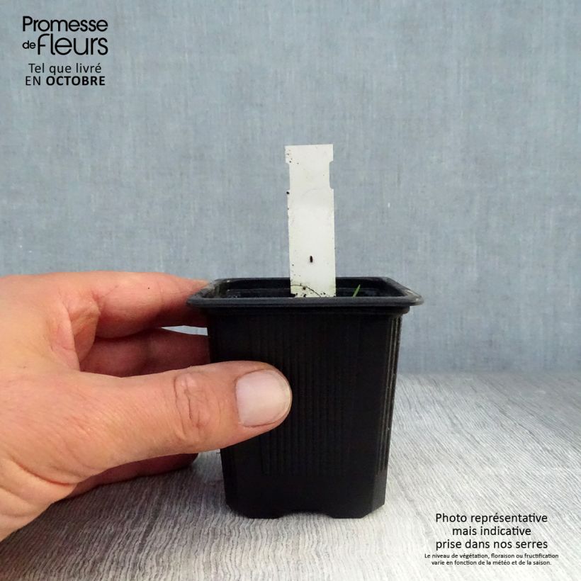 Amostra de Ellisiophyllum pinnatum Vaso de 8/9 cm tal como entregue no outono