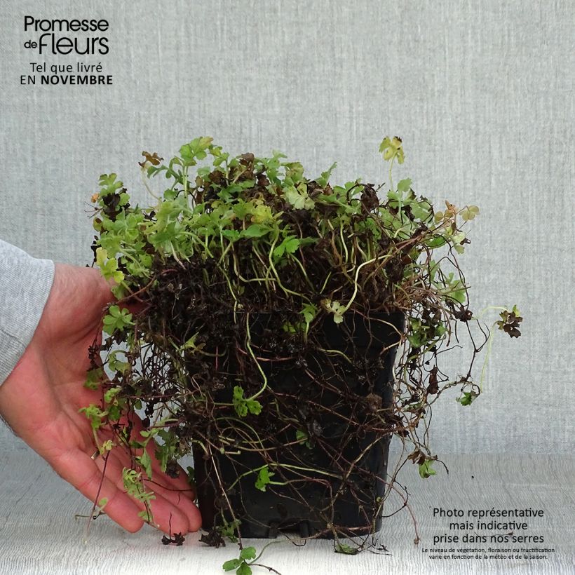 Amostra de Ellisiophyllum pinnatum Vaso de 2 L/3 L tal como entregue no outono