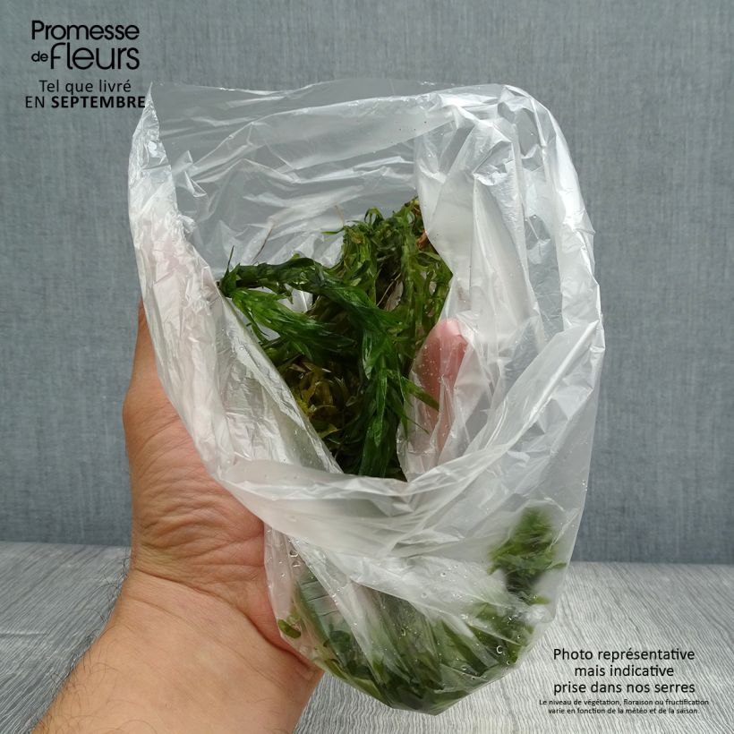 Amostra de Elodea canadensis - Elodée du Canada Raízes nuas tal como entregue no outono