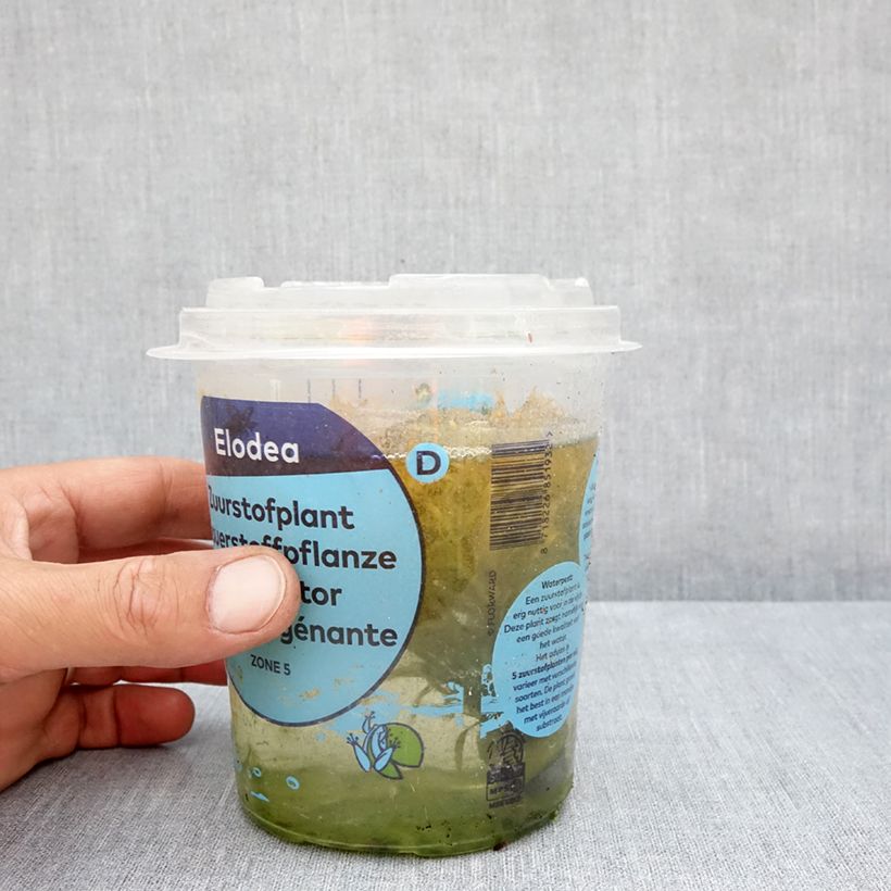 Amostra de Elodea densa - Elodée dense Boîte tal como entregue no verão