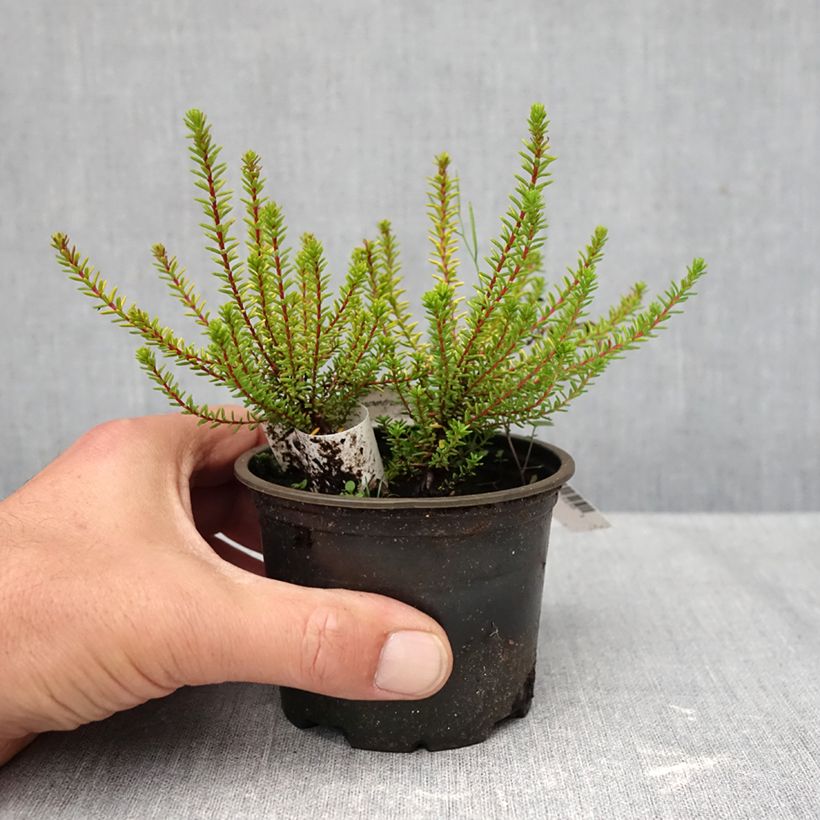 Amostra de Empetrum nigrum Bernstein - Camarinheira-preta Vaso de 10 cm/11 cm tal como entregue no outono