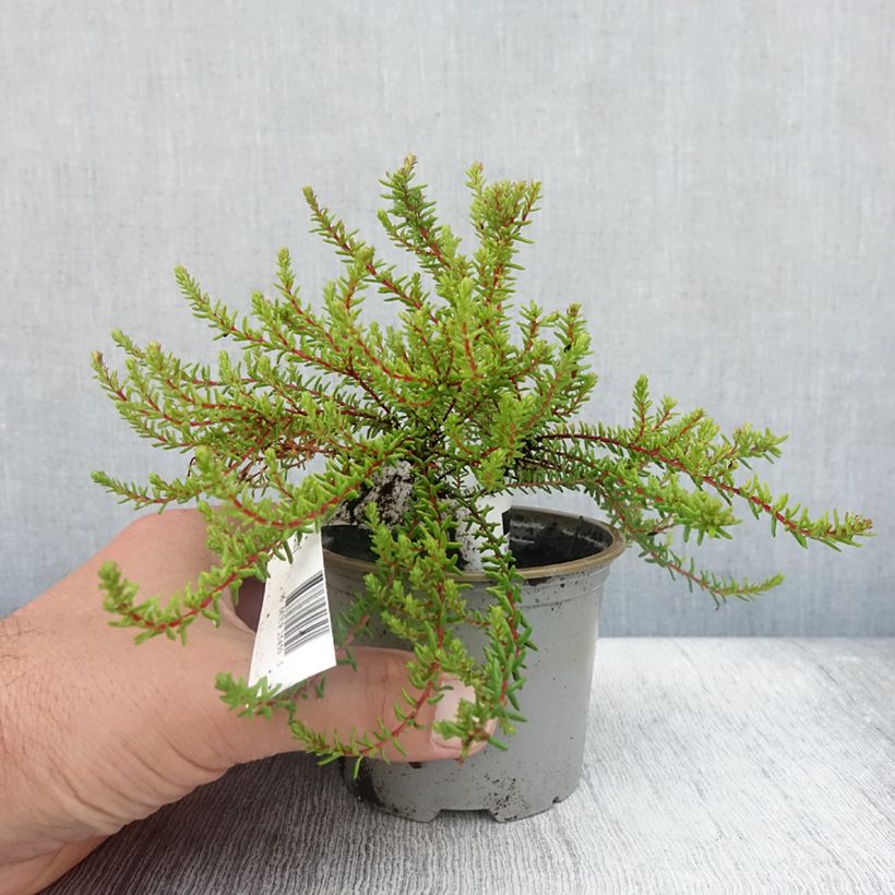 Amostra de Empetrum nigrum Bernstein - Camarinheira-preta Vaso de 10 cm/11 cm tal como entregue no verão