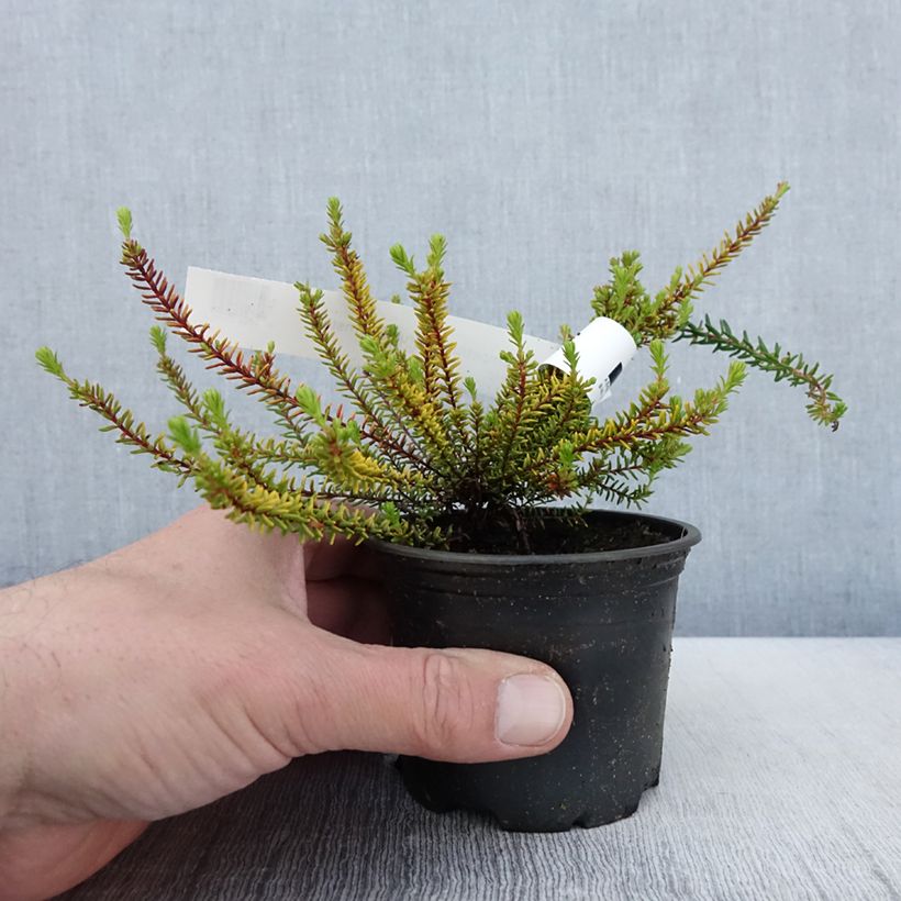 Amostra de Empetrum nigrum Bernstein Vaso de 10 cm/11 cm tal como entregue na primavera