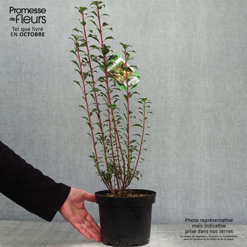 Amostra de Enkianthus campanulatus Vaso de 2 L/3 L tal como entregue no outono