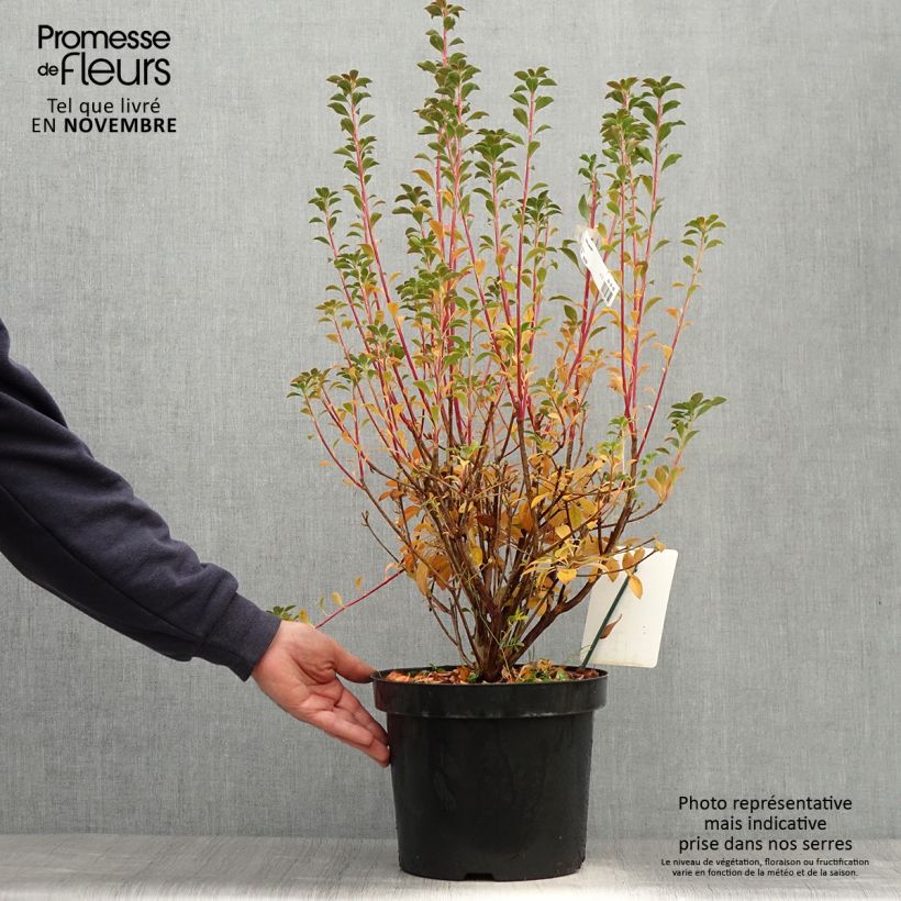 Amostra de Enkianthus campanulatus Vaso de 6 L/7 L tal como entregue no outono