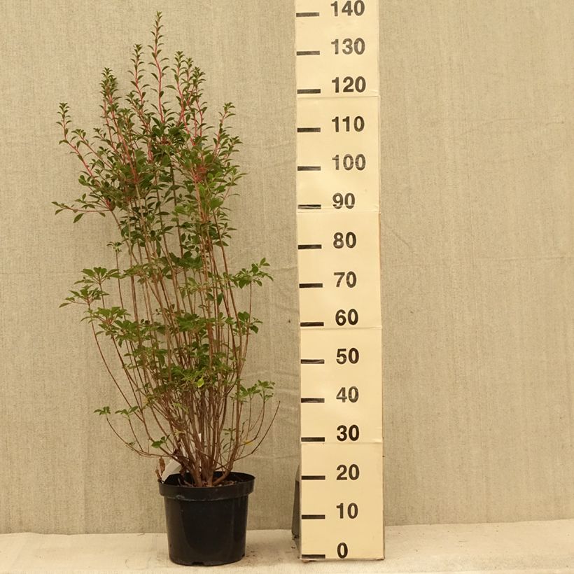 Amostra de Enkianthus campanulatus Vaso de 6 L/7 L tal como entregue no verão