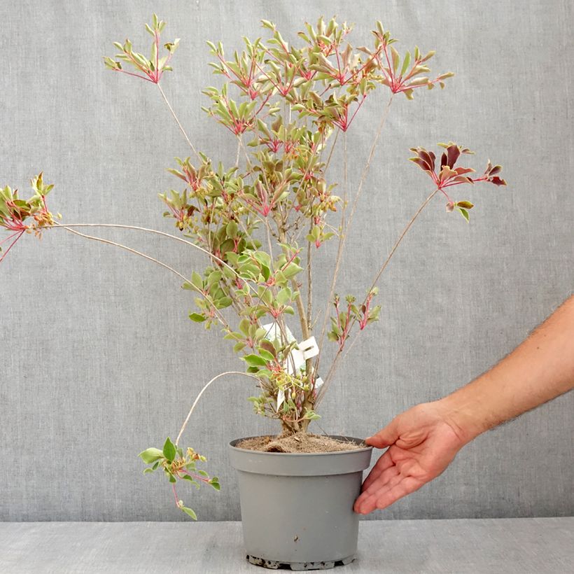 Amostra de Enkianthus campanulatus Prettycoat Vaso de 2 L/3 L tal como entregue no verão