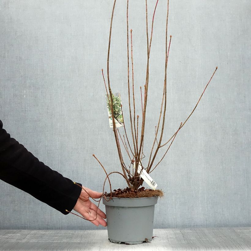 Amostra de Enkianthus campanulatus Prettycoat Vaso de 2 L/3 L tal como entregue no outono