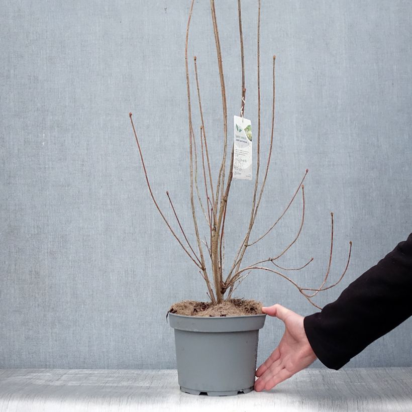 Amostra de Enkianthus campanulatus Prettycoat - Andromède campanulée  Vaso de 2 L/3 L tal como entregue no inverno