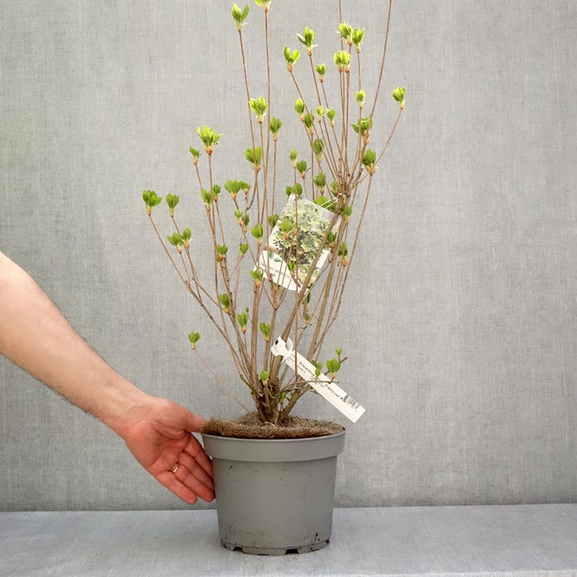 Amostra de Enkianthus campanulatus Prettycoat Vaso de 2 L/3 L tal como entregue na primavera