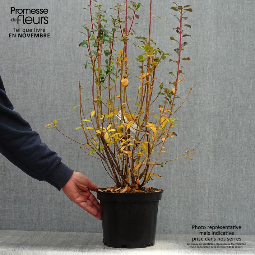 Amostra de Enkianthus campanulatus Red Bells Vaso de 2 L/3 L tal como entregue no outono